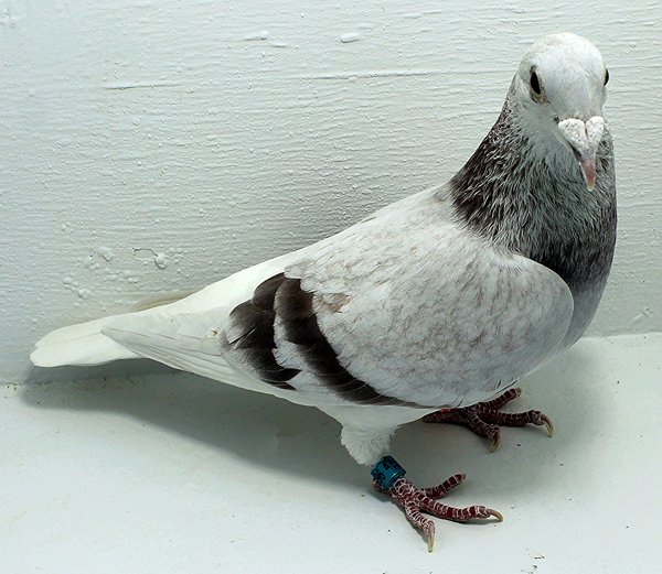 Band: AU 20196 Foys 2025